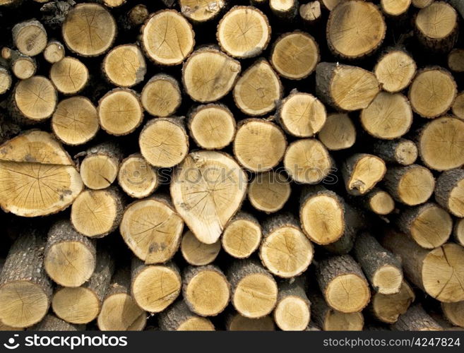 Stack of logs for firewood by a large plan