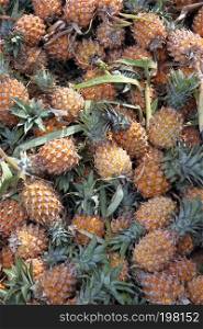 stack of many ripe pineapple in the fruit market for background.