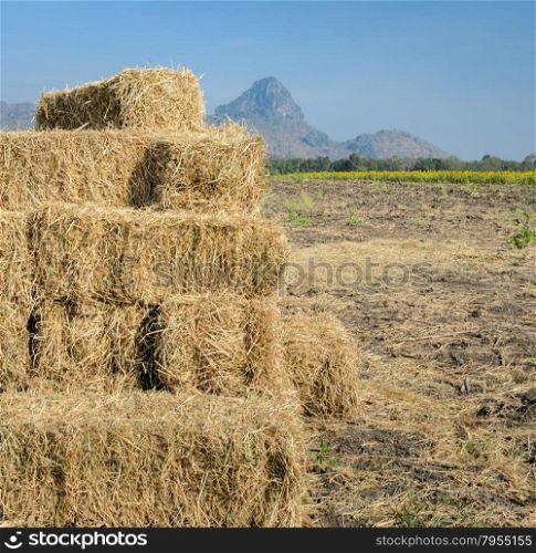 Stack of straw hay bales on sunflower field