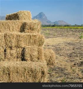 Stack of straw hay bales on sunflower field