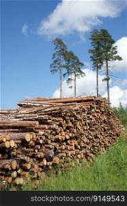 Stack of Timber Logs at Summer