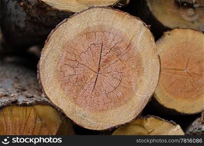 Stack of tree stump for background