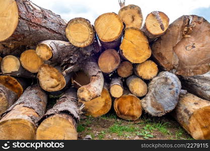 Stack of tree trunks in a mountain forest. Stack of tree trunks