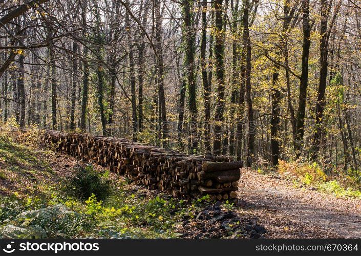 Stack of tree trunks piled up wood logs in forest