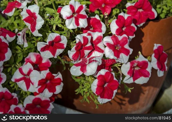 Stack variegated red and white color petunia flower in park, selective focus, Sofia, Bulgaria