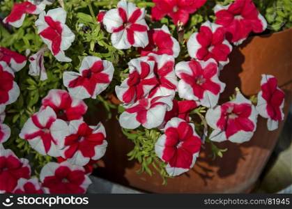Stack variegated red and white color petunia flower in park, selective focus, Sofia, Bulgaria