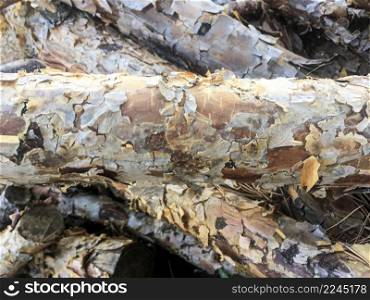 Stacked Logs Texture, Natural Background