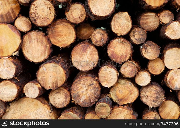 Stacked timber logs - fuel for fire -