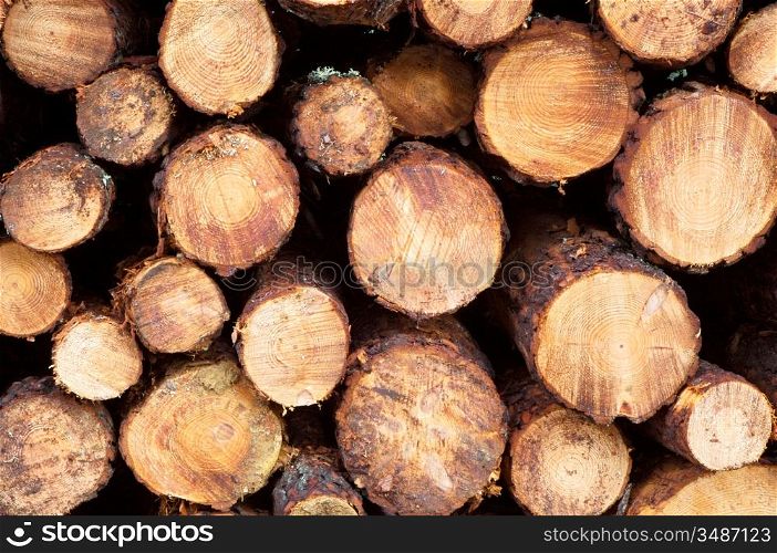 Stacked timber logs - fuel for fire -