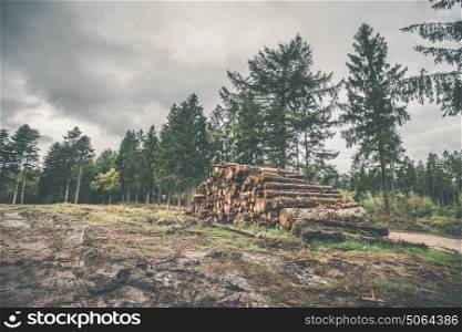 Stacked wood in a pine forest in autumn