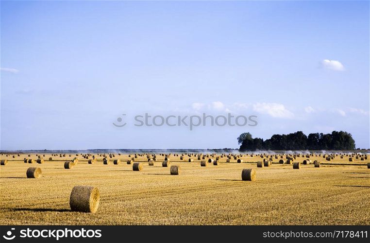 stacks of wheat straw lying on a fresh stubble after harvesting wheat on an agricultural field, summer. stacks of wheat straw