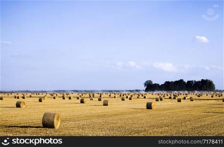 stacks of wheat straw lying on a fresh stubble after harvesting wheat on an agricultural field, summer. stacks of wheat straw