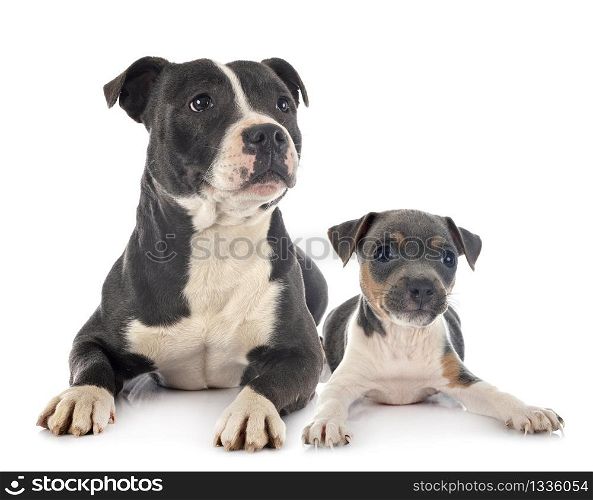 staffordshire bull terrier and brazilian terrier in front of white background