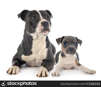 staffordshire bull terrier and brazilian terrier in front of white background