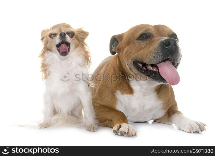 staffordshire bull terrier and chihuahua in front of white background