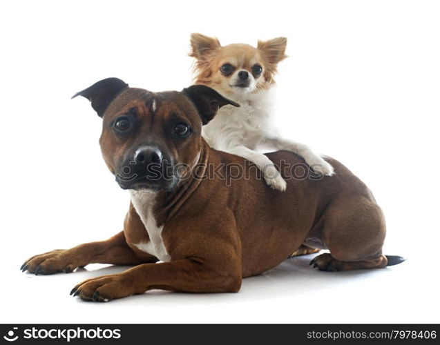 staffordshire bull terrier and chihuahua in front of white background