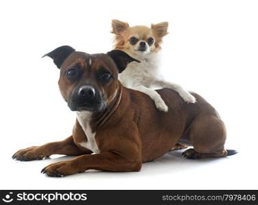 staffordshire bull terrier and chihuahua in front of white background