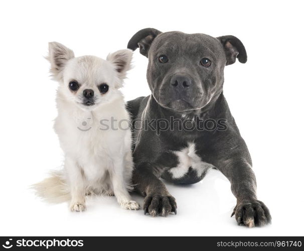 staffordshire bull terrier and chihuahua in front of white background