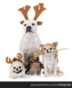 staffordshire bull terrier and chihuahuas in front of white background