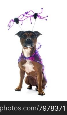 staffordshire bull terrier and halloween in front of white background