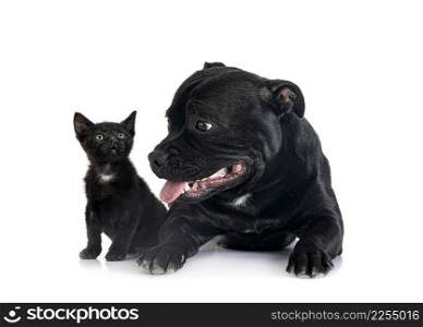 staffordshire bull terrier and kitten in front of white background