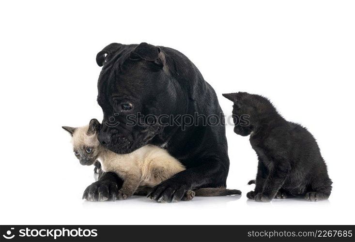 staffordshire bull terrier and kitten in front of white background