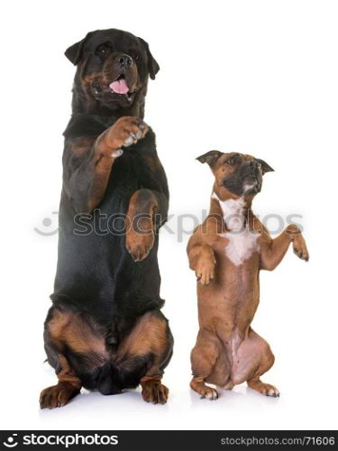 staffordshire bull terrier and rottweiler in front of white background