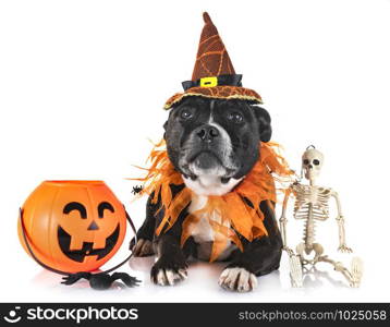 staffordshire bull terrier in front of white background