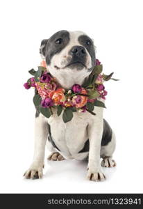 staffordshire bull terrier in front of white background