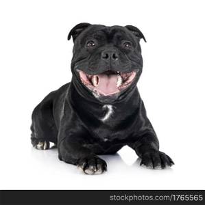staffordshire bull terrier in front of white background