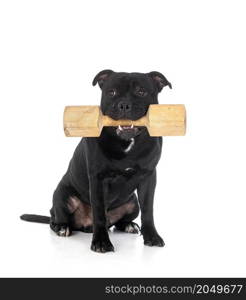 staffordshire bull terrier in front of white background