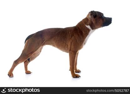 Staffordshire bull terrier in front of white background