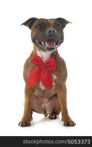 Staffordshire bull terrier in front of white background