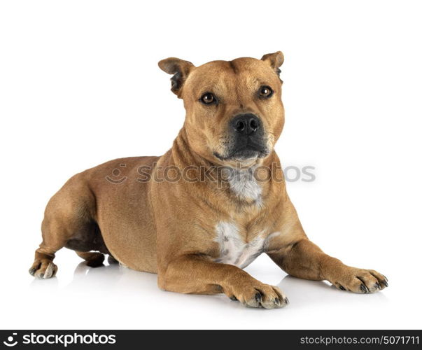 staffordshire bull terrier in front of white background