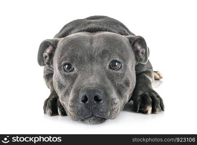 staffordshire bull terrier in front of white background