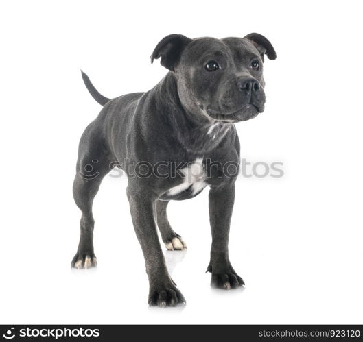 staffordshire bull terrier in front of white background