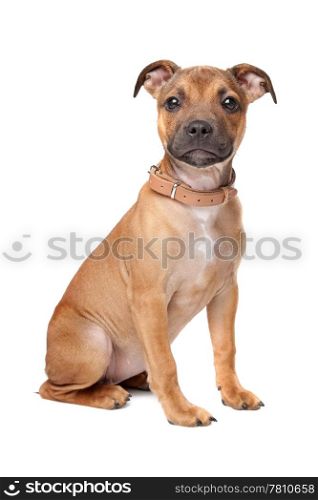 Staffordshire Bull Terrier puppy. Staffordshire Bull Terrier puppy in front of a white background