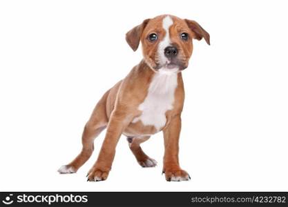 Staffordshire Bull Terrier puppy. Staffordshire Bull Terrier puppy in front of white