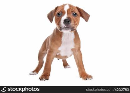 Staffordshire Bull Terrier puppy. Staffordshire Bull Terrier puppy in front of white