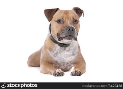 staffordshire bull terrier. staffordshire bull terrier in front of a white background