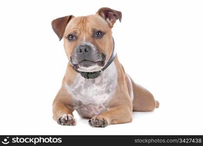 staffordshire bull terrier. staffordshire bull terrier in front of a white background