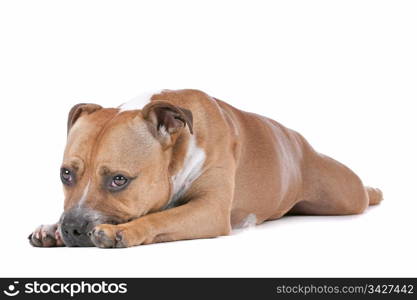 staffordshire bull terrier. staffordshire bull terrier in front of a white background