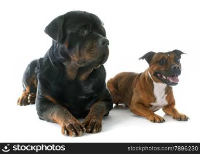 Staffordshire bull terrierand rottweiler in front of white background
