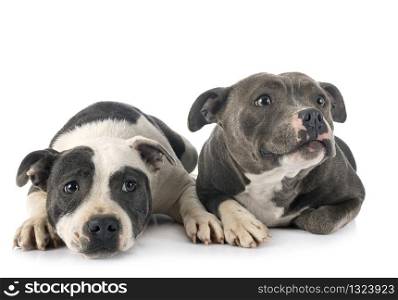 staffordshire bull terriers in front of white background