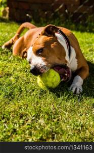 Staffordshire Terrier Amstaff dog in a garden with a ball