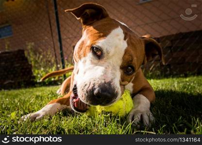Staffordshire Terrier Amstaff dog in a garden with a ball