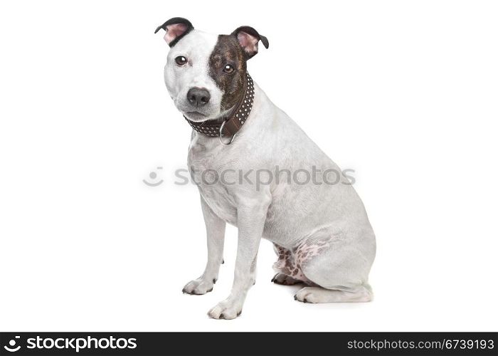 staffordshire terrier. staffordshire terrier in front of a white background