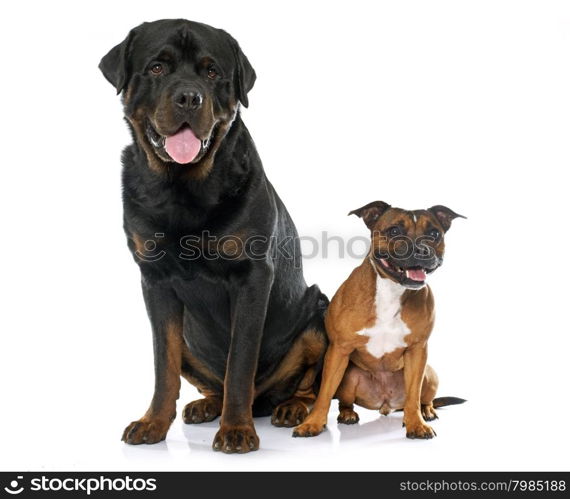 stafforshire bull terrier and rottweiler in front of white background