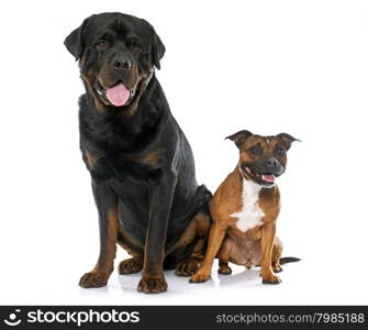 stafforshire bull terrier and rottweiler in front of white background