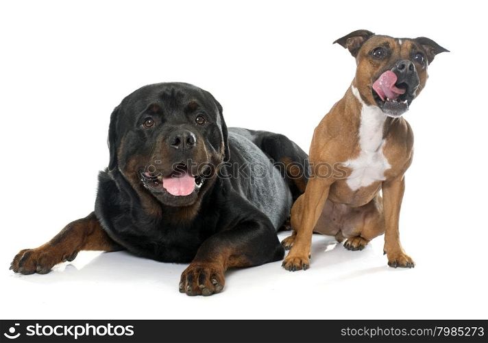 stafforshire bull terrier and rottweiler in front of white background